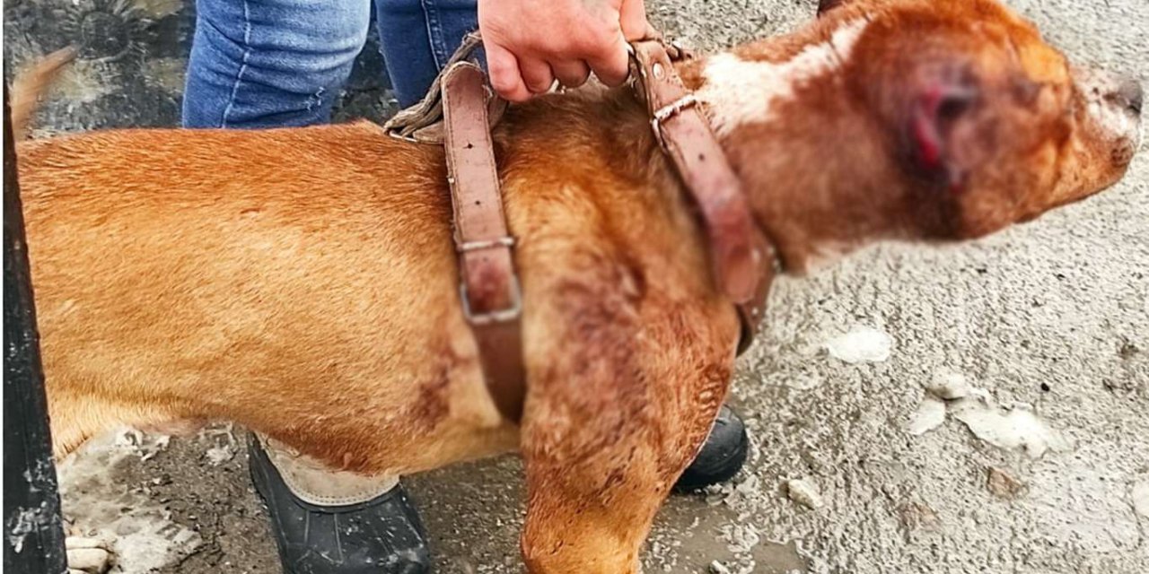 Hayvana işkence yapıp sosyal medyadan paylaşan kişiye para cezası verildi