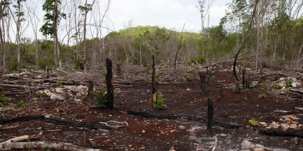 Meksika'da çıkan orman yangınlarında bin hektarlık ormanlık alan zarar gördü