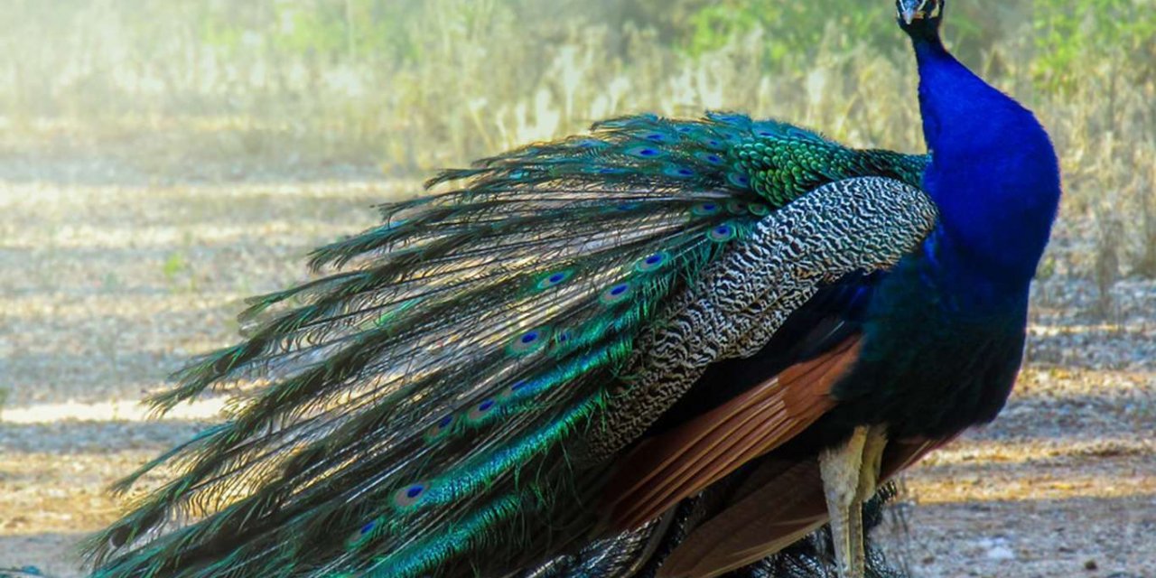 Nesli tükenme tehlikesi altında olan canlı hayvan operasyonu