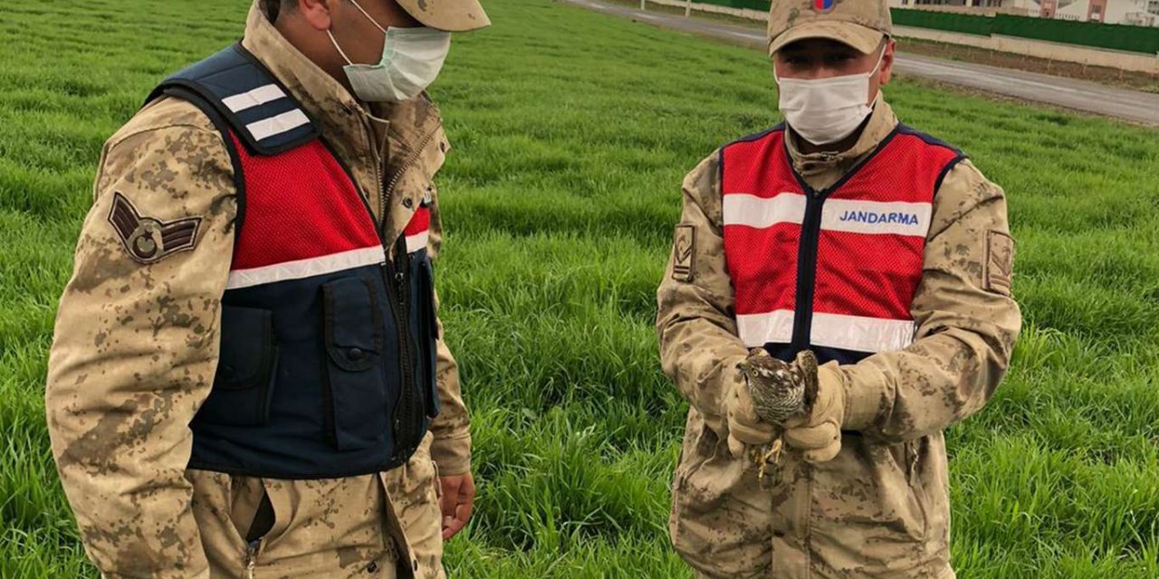 Yaralı haldeki atmaca Doğa Koruma ve Milli Parklar Müdürlüğü ekiplerine teslim edildi