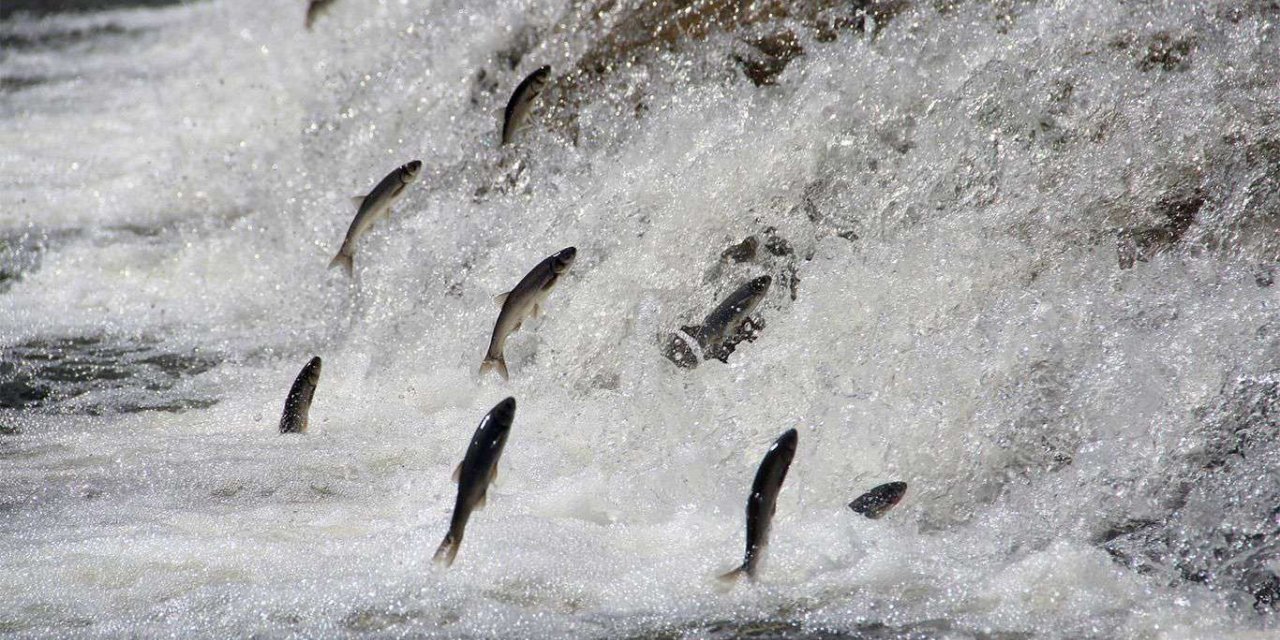 Van'da "İnci Kefali Av Yasağı Koordinasyon ve Bilgilendirme Toplantısı" düzenlendi