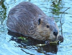 Fotoğrafını çekmek isteyen balıkçıyı öldürdü