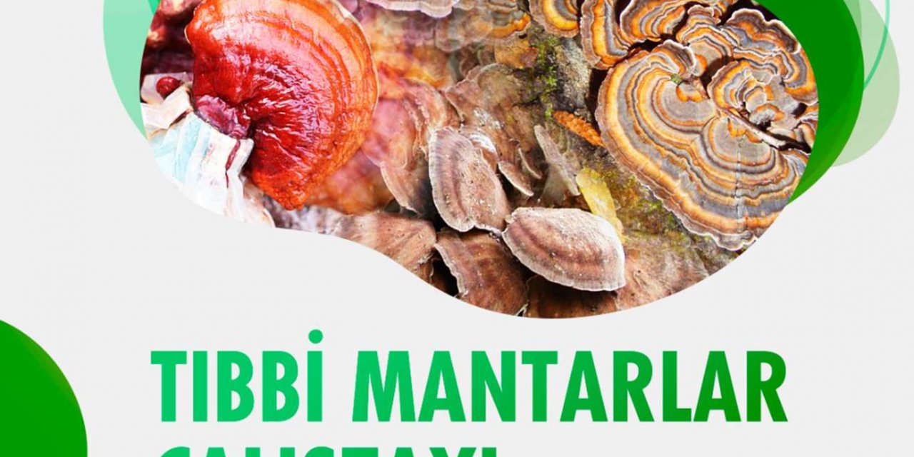 MAÜ tıbbi mantarları çalıştay ile değerlendirecek