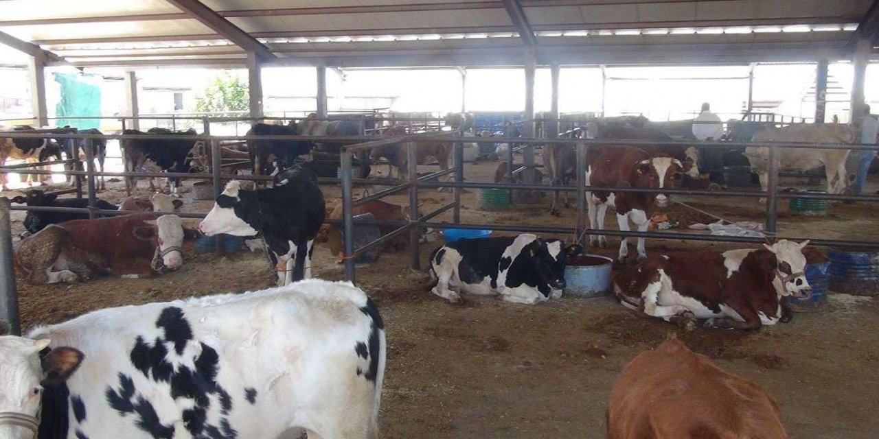 Canlı hayvan ve hayvansal ürün fiyatları arttı