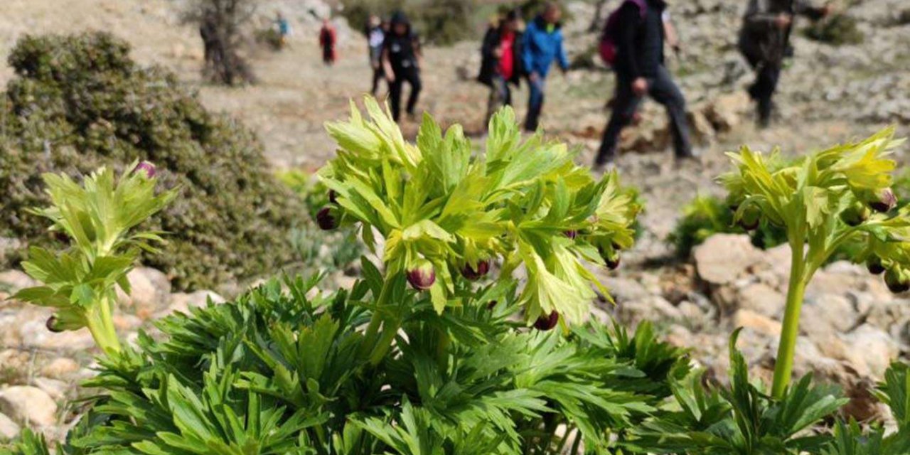 Doğa tutkunları salgın sürecinde turlara katılarak doğada vakit geçiriyor