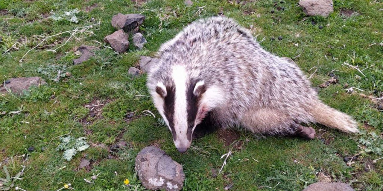 Kurbeşkeke birîndar a ku nesla wê li ber qelînê ye hat dîtin
