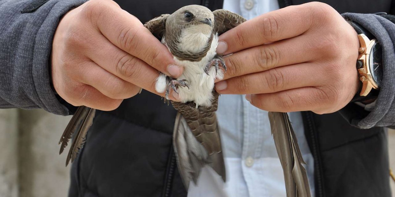 Evin balkonunda ebabil kuşu buldu
