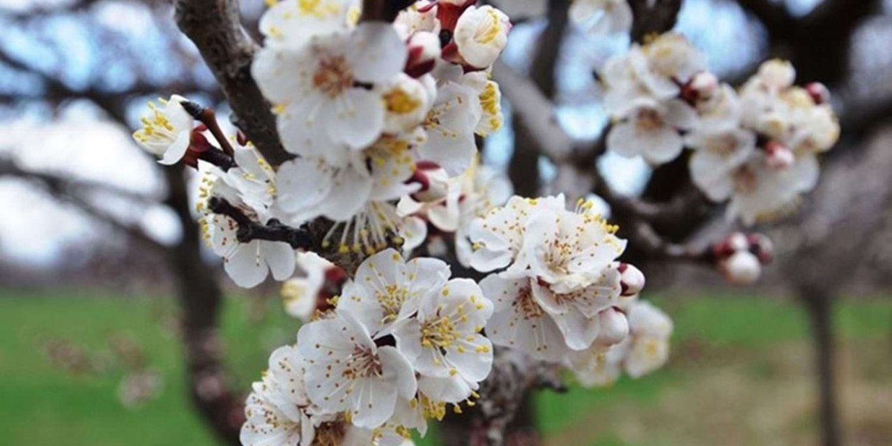Meteorolojiden zirai don ve çığ tehlikesi uyarısı