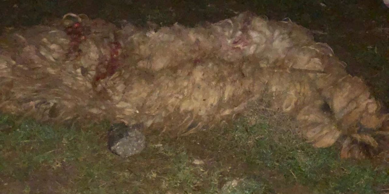 Batman’da otomobil sürüye daldı: 15 koyun telef oldu