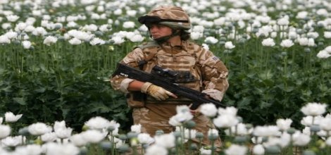 Taliban gitti afyon geldi