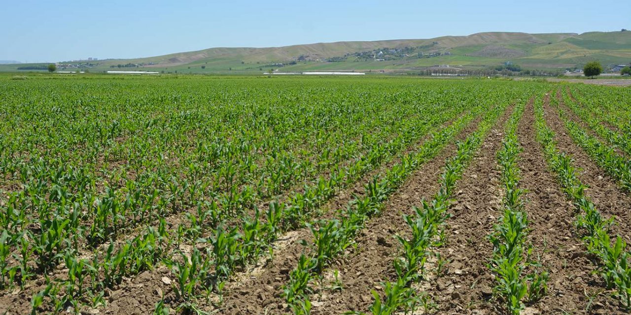 Ziraat Mühendisleri Odası Başkanı Doğan: Kuraklık riski kalmadı