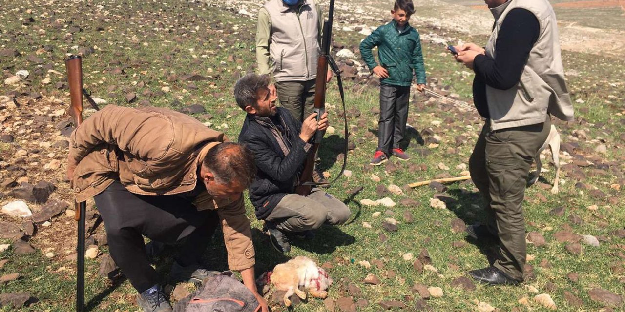 Şanlıurfa'da kaçak tavşan avlayan şahıs yakalandı