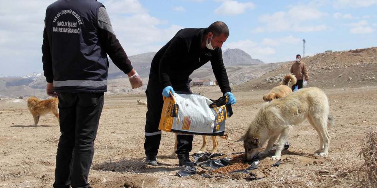 Van'da "Sokak hayvanları koruma günü" etkinliği