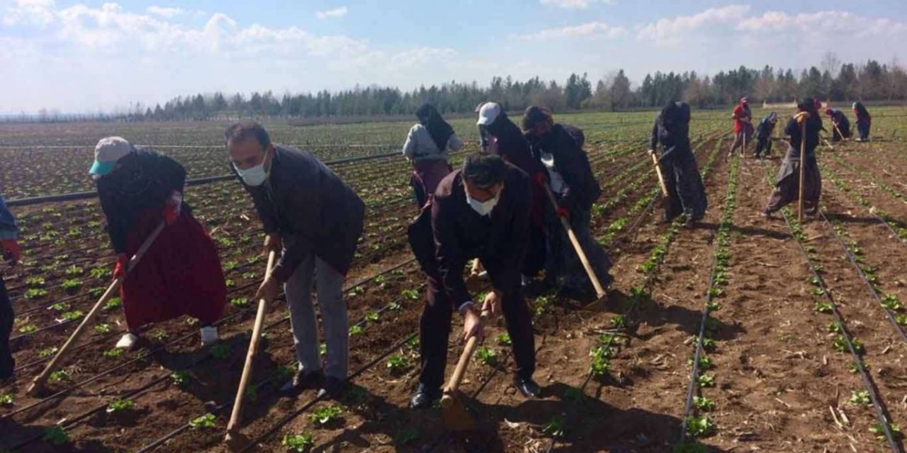 Sebze üretimi için ilk fide dikimi yapıldı