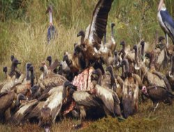 Dağcı kadını akbabalar yedi