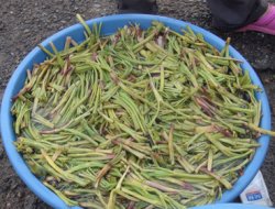 Cağ otu pazarlardaki yerini aldı