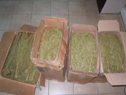 Tarsus'ta 35 kilo esrar ele geçirildi