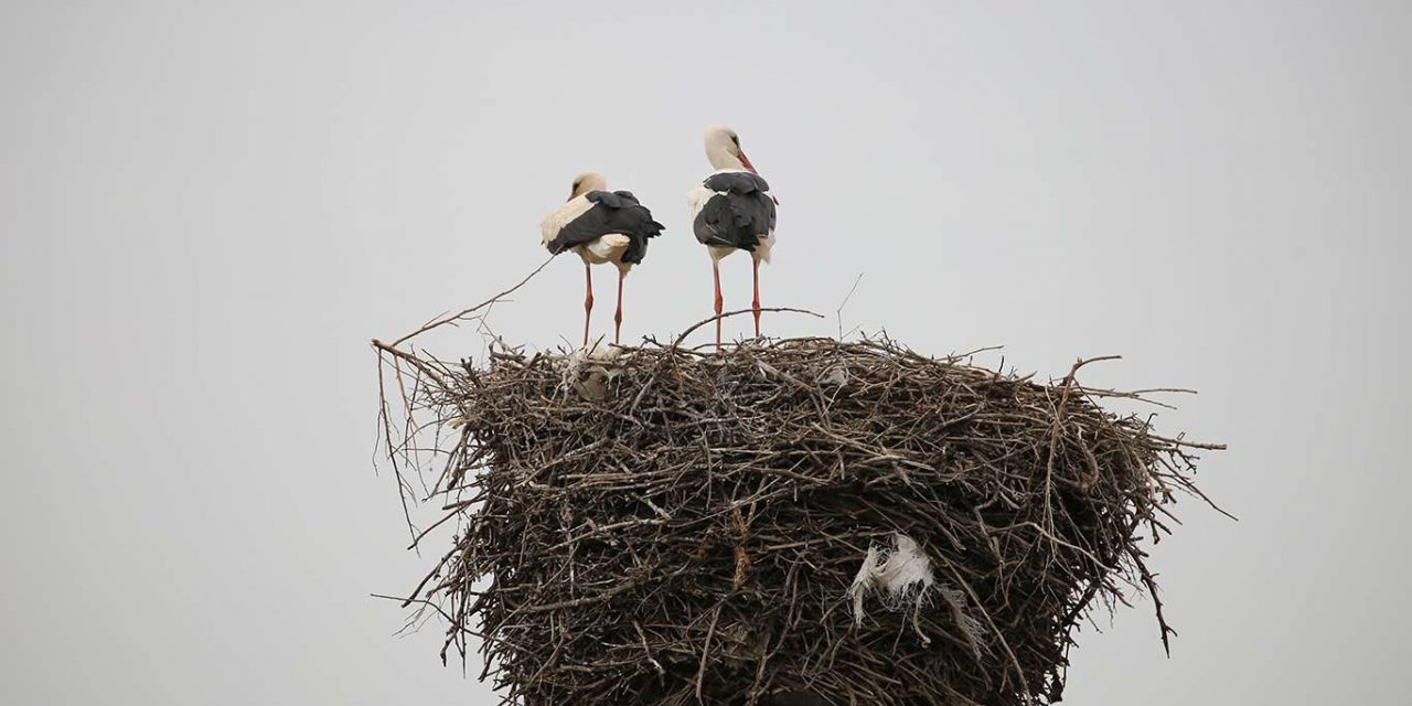 Çınar Karacadağ bölgesindeki kuleler leyleklerin uğrak adresi haline geldi