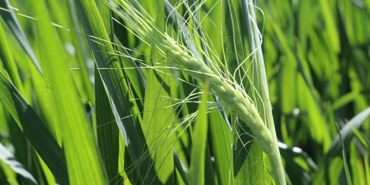 Buğday ve arpalar umutla yağmuru bekliyor