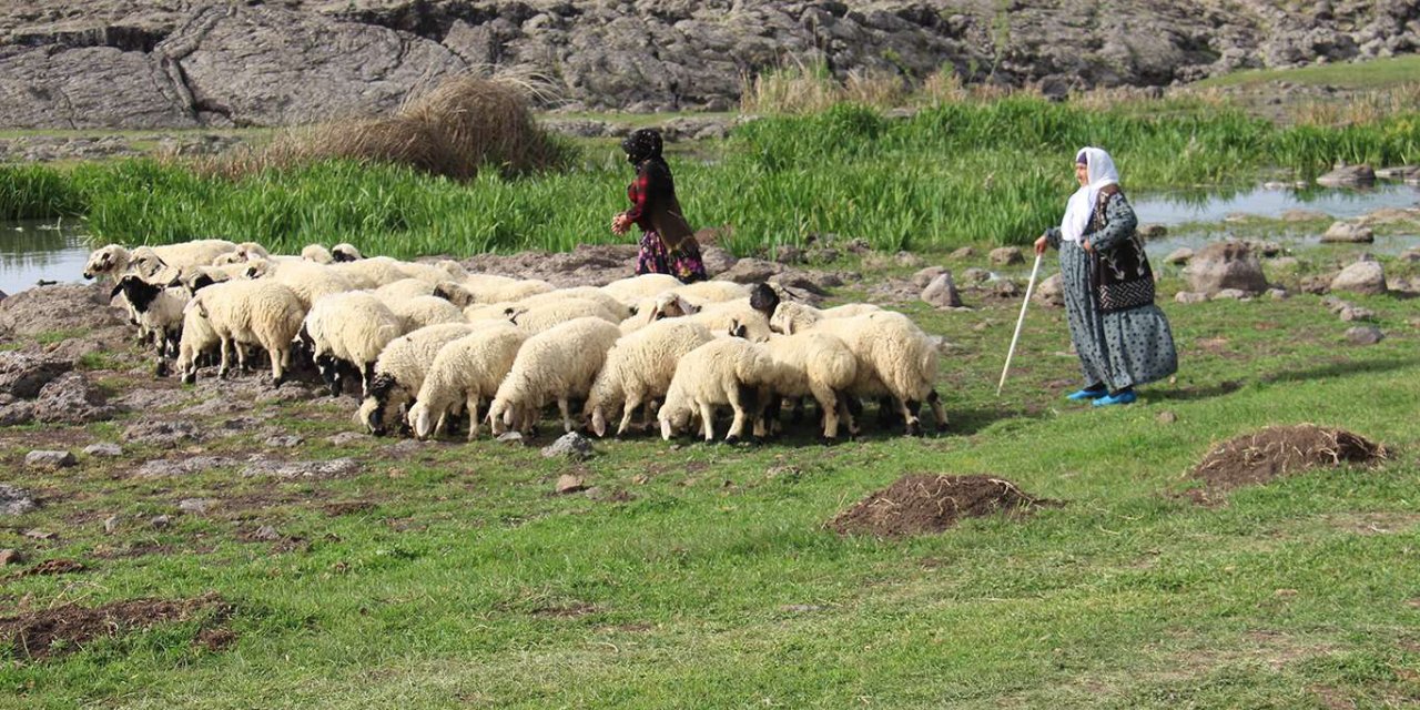 Çınar'da Ramazan ayında çoban olmak