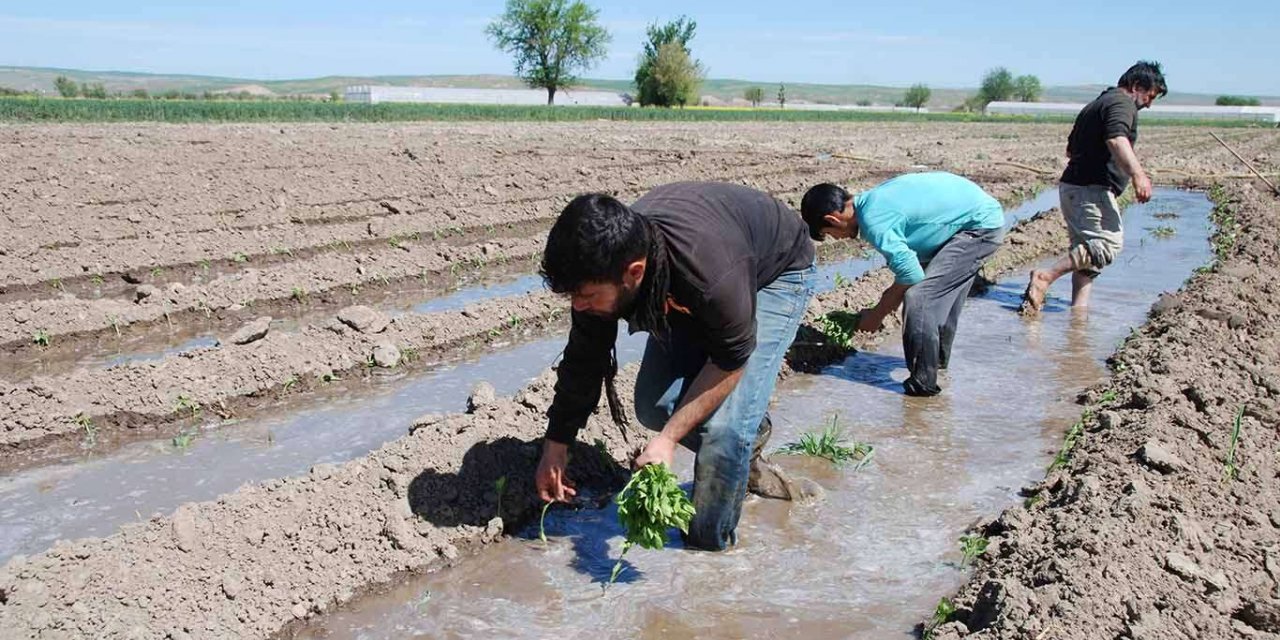 Havaların ısındığı Batman’da biber fideleri toprakla buluştu