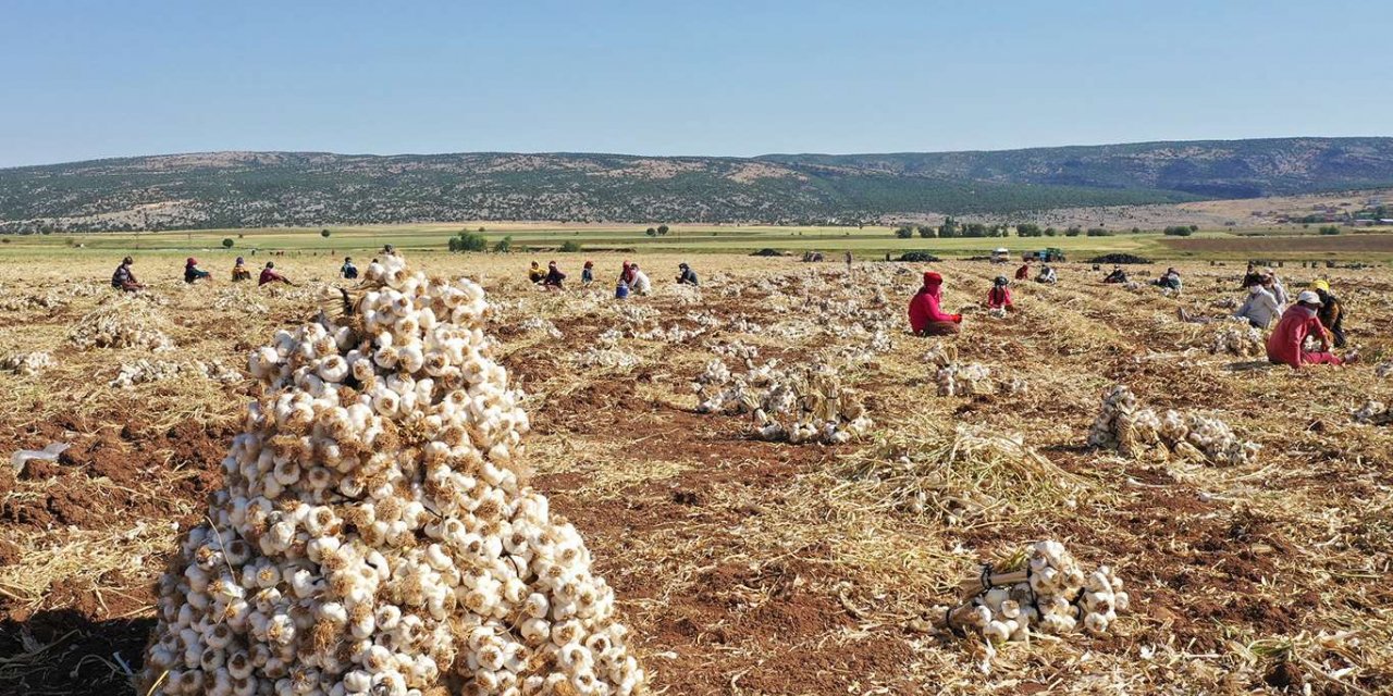 Araban sarımsağının tescili için AB’ye başvuru yapıldı