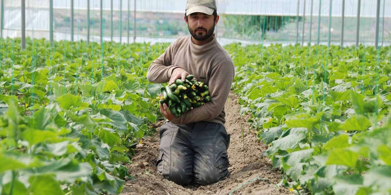 Batman’da ilk yerli salatalık hasadı başladı