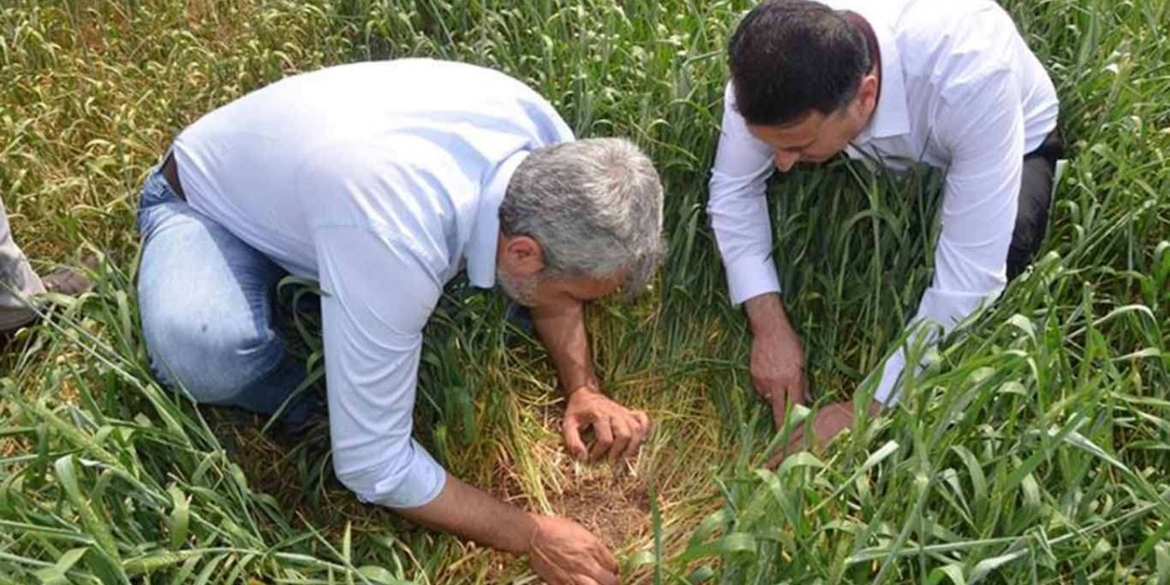 Süne böceğiyle mücadele çalışması başlatıldı