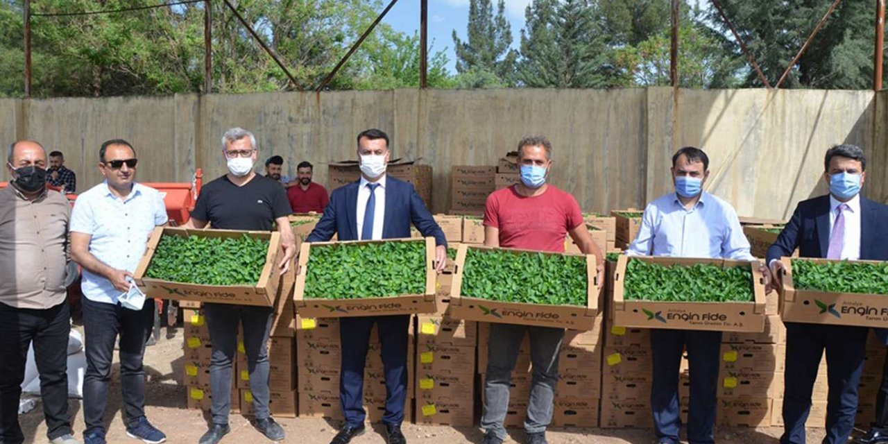 Çiftçilere kapya biber fidesi ve susam tohumu dağıtımı yapıldı