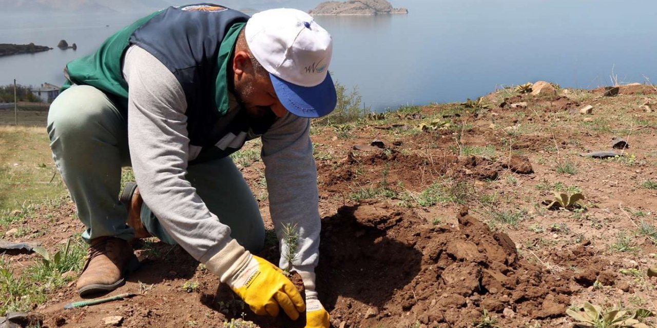 Van'da ıslah edilen eski çöp alanı ağaçlandırılıyor