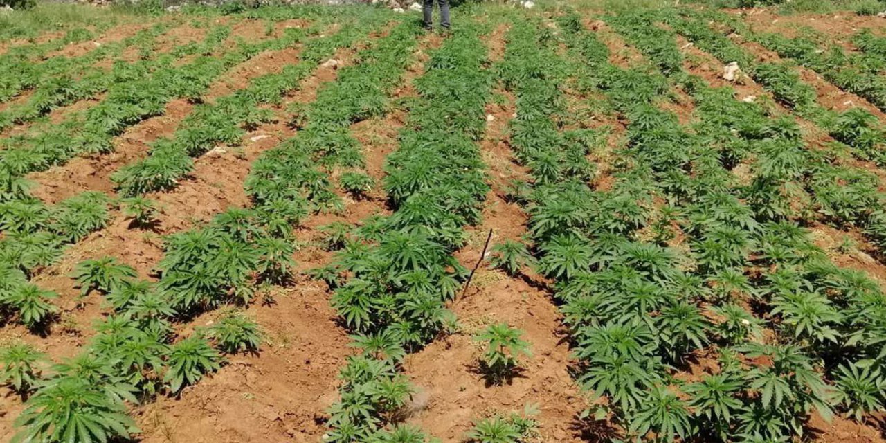 Diyarbakır'da 102 bin kök kenevir ele geçirildi