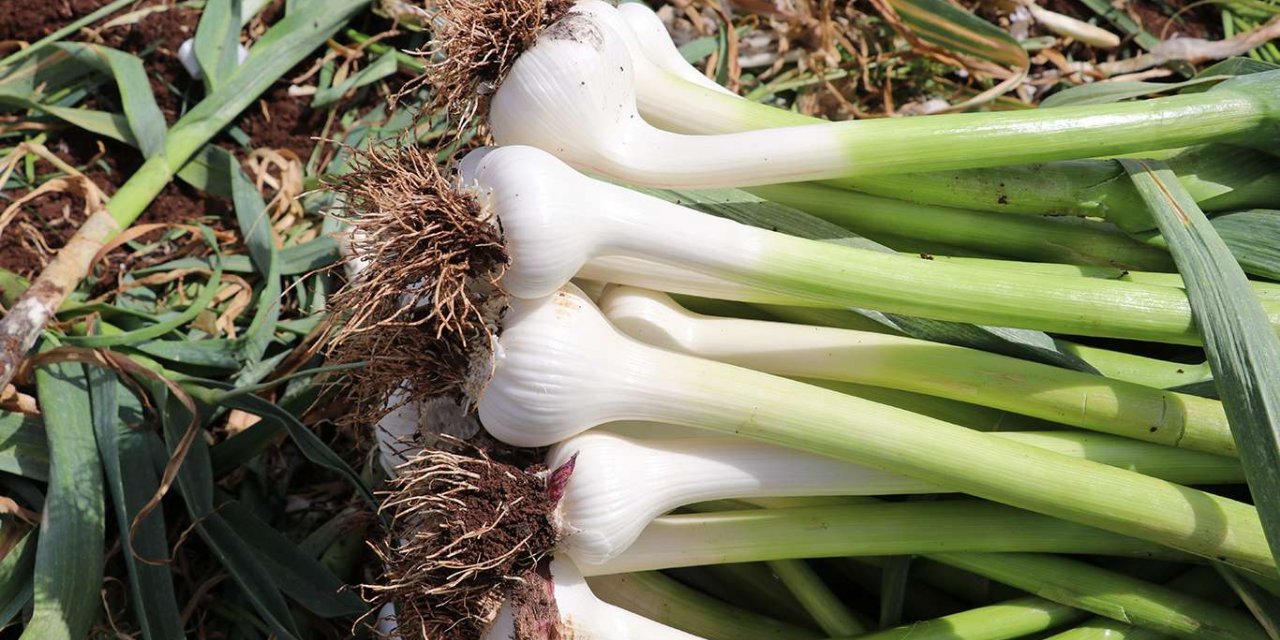 Araban sarımsağında verim ve rekolte artıyor