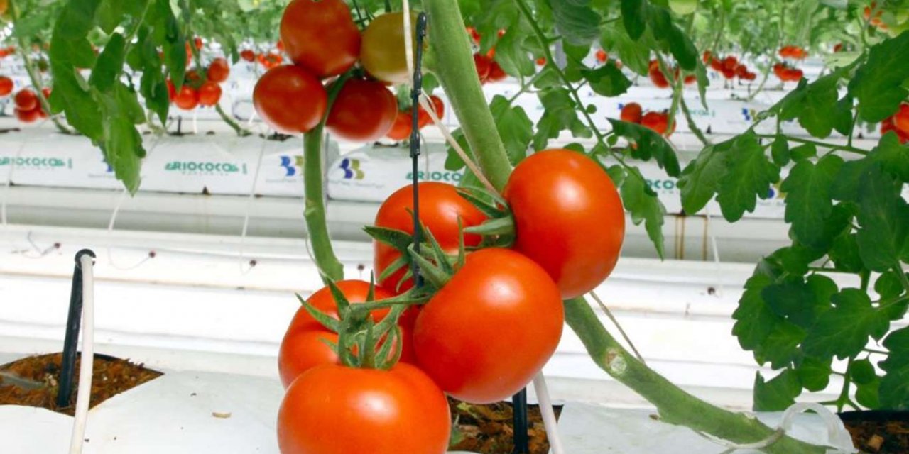 Bölgede fiyatı en fazla artan ürün domates oldu