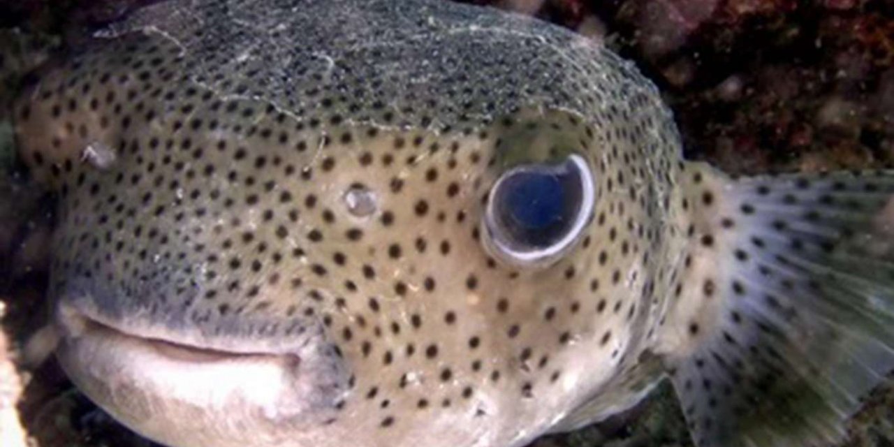 Balon balığı avlayana 5 TL ödeme yapılacak