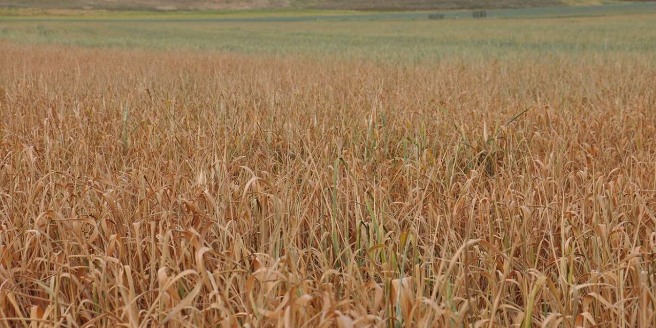 Çiftçilere ‘kuraklık desteği’ verilmesi talebi