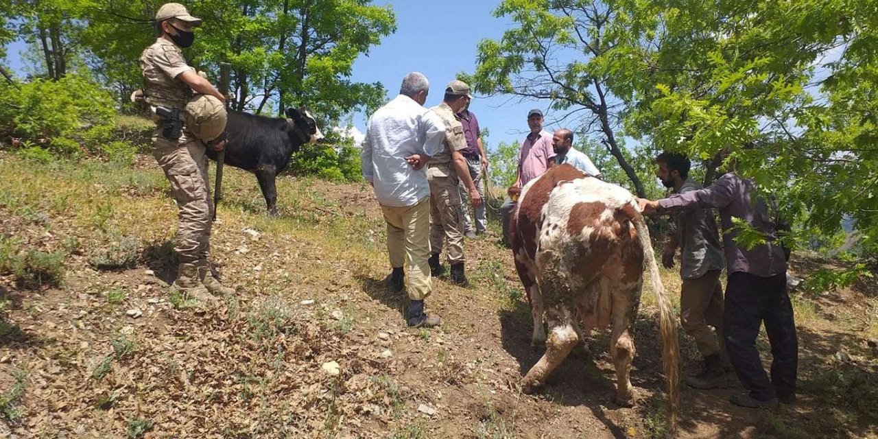 Dere yatağına düşen inek jandarma tarafından çıkarıldı