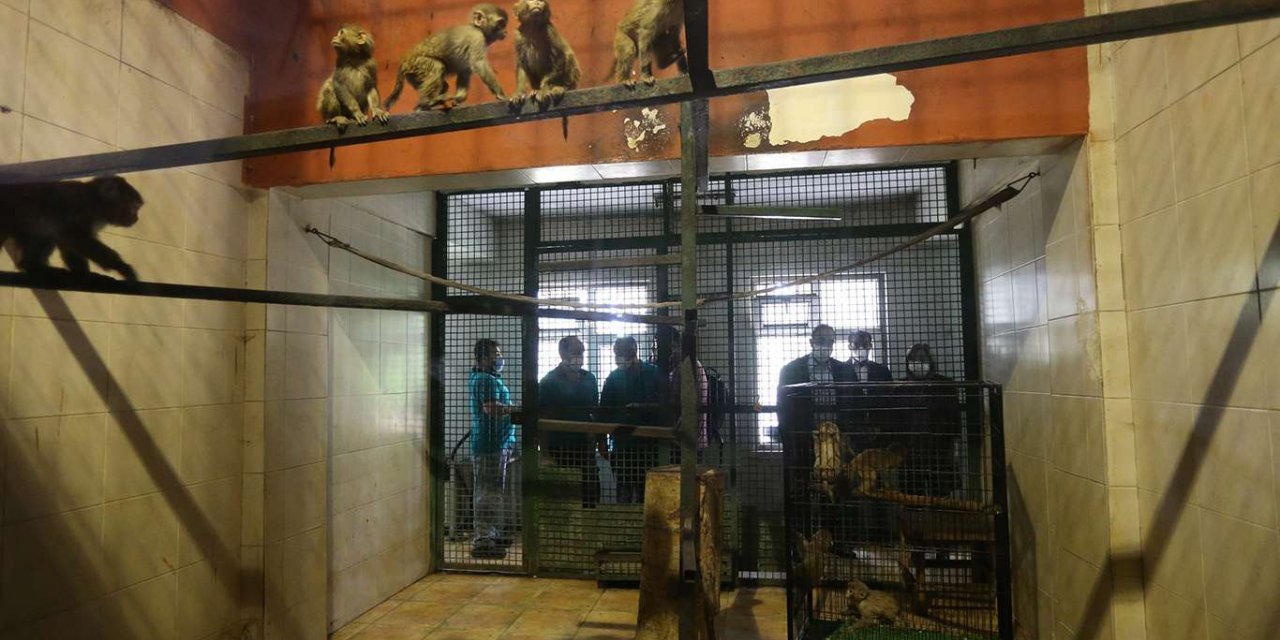 Ağrı'da yakalanan 12 maymun Gaziantep'e getirildi