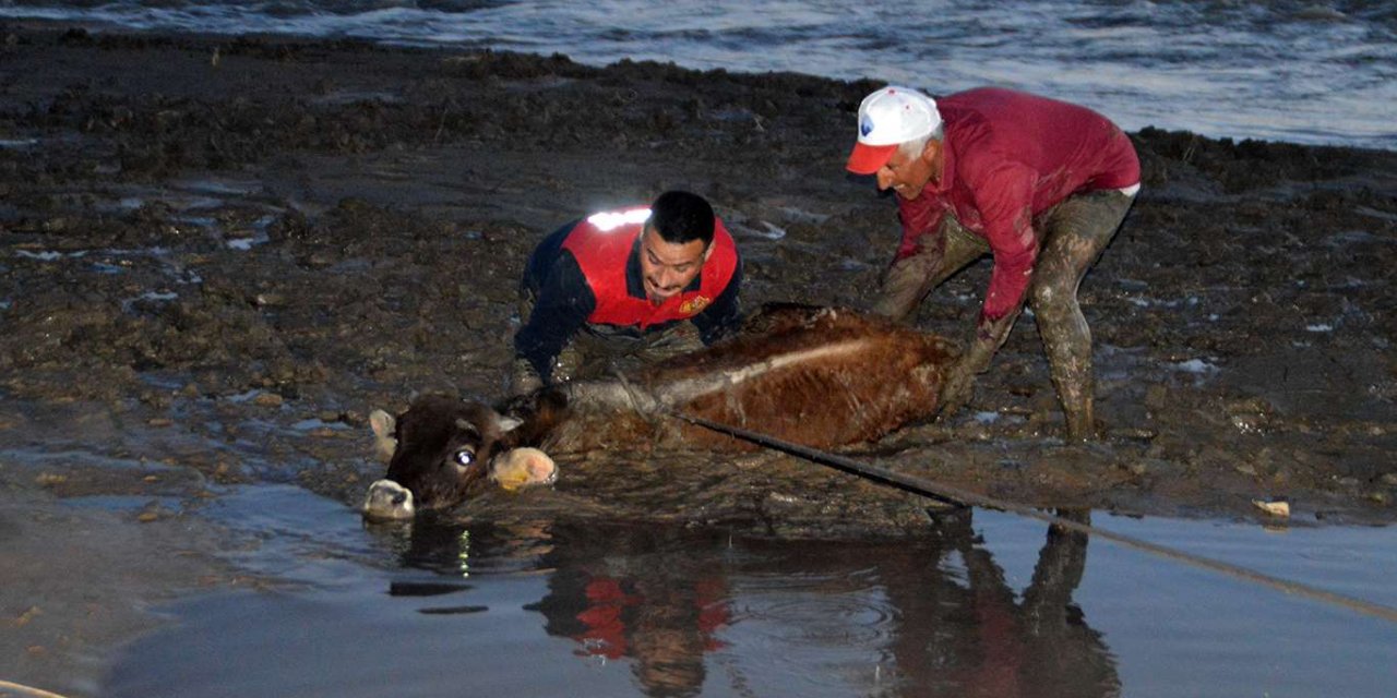 Ağrı'da bataklığa saplanan 17 büyükbaş hayvan için itfaiye ekipleri ve mahalleli seferber oldu