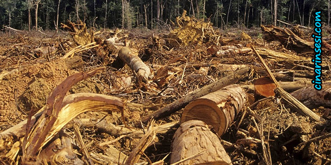 Yılda 500 bin ağaç kâğıt bardak için kesiliyor