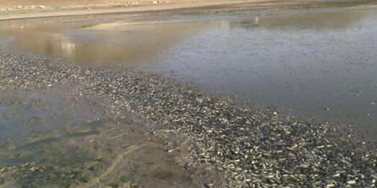Mardin’de kuraklıktan suyu kuruyan göletteki binlerce balık telef oldu