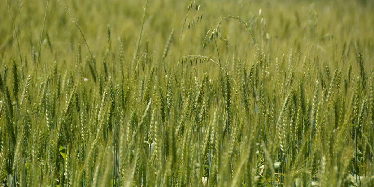 Çiftçiler ciddi bir rekolte düşüklüğü bekliyor