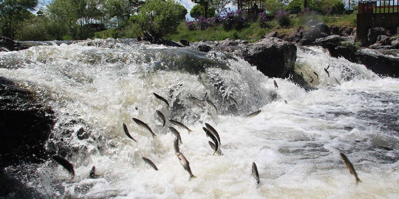 Tough migration of pearl mullet continues in Turkey’s Van Lake