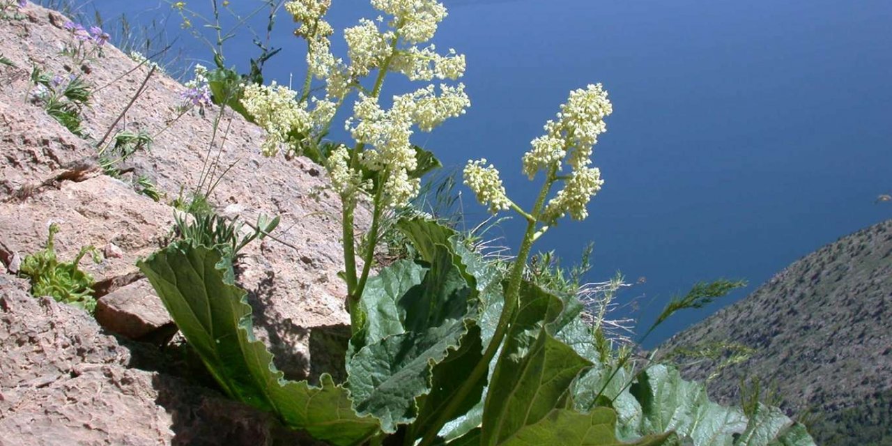Yayla Muzu (Işkın) bitkisinin nesli tehlike altında