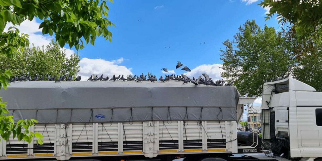 ​Konya Karatay'da buğday yüklü kamyon güvercinlerin istilasına uğradı