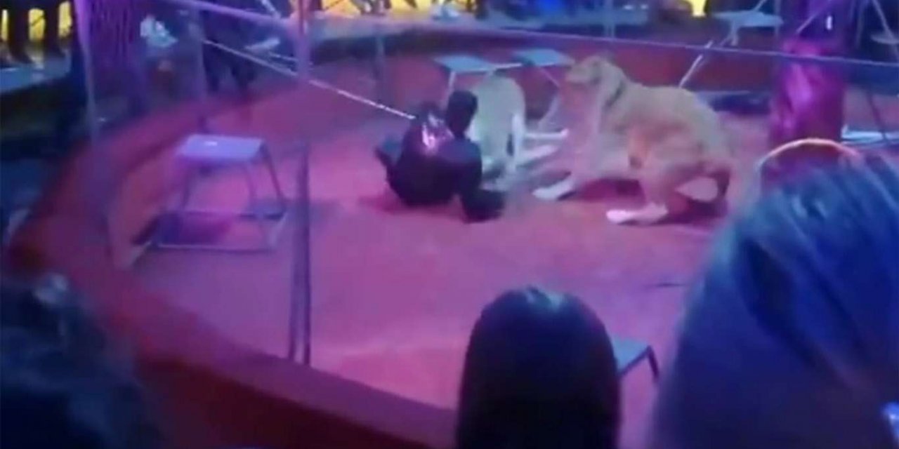 Rusya'da sirk aslanı terbiyecesine saldırdı