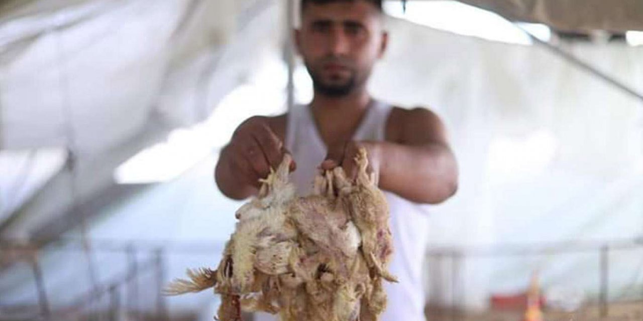 Gazze Tarım Bakanlığı: Kümes hayvancılığında büyük bir kriz yaşanıyor