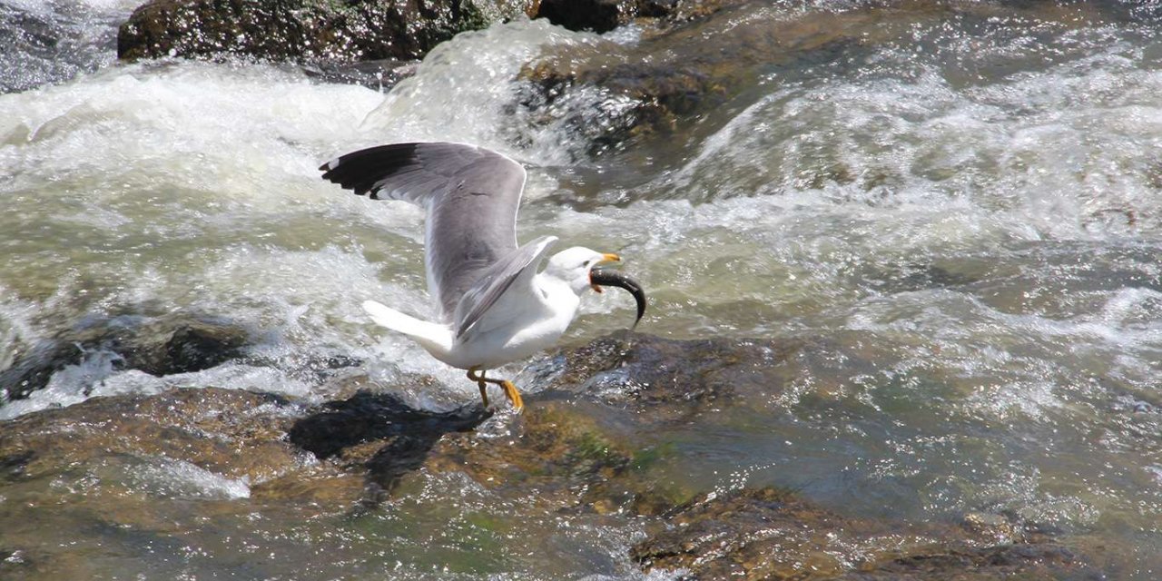 İnci kefalini avlamak martılara serbest