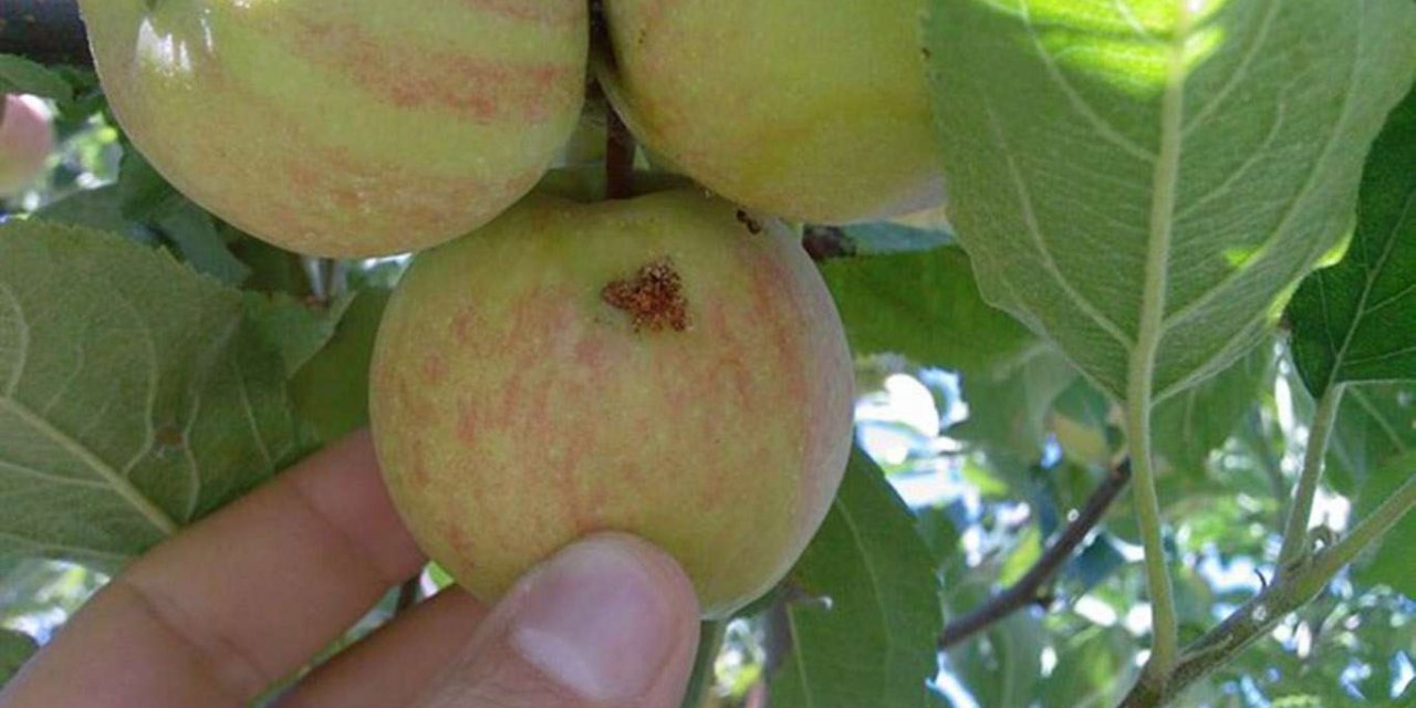 Elma iç kurduna karşı birinci ilaçlama uyarısı