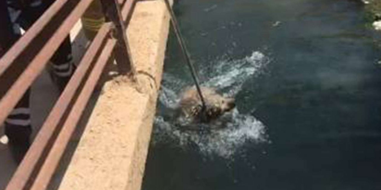 Mardin'in Nusaybin ilçesinde su kanalında günlerce mahsur kalan köpek kurtarıldı