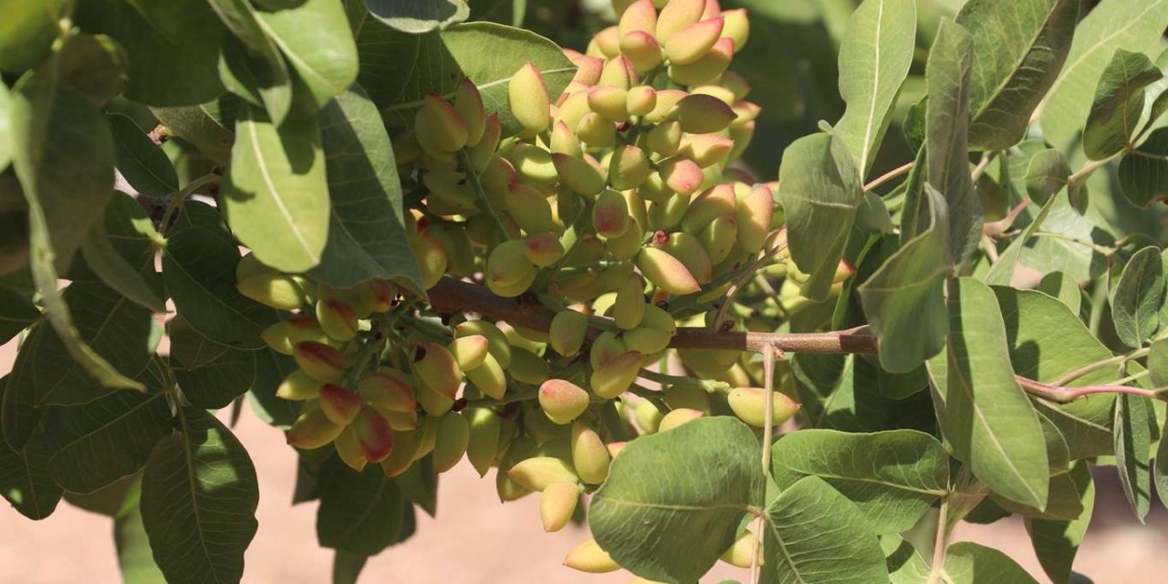 Antep fıstığı kuraklıktan etkilendi mi?